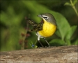 Yellow-breasted-Chat;Southwest-USA;Texas;Icteria-virens;one-animal;close-up;colo